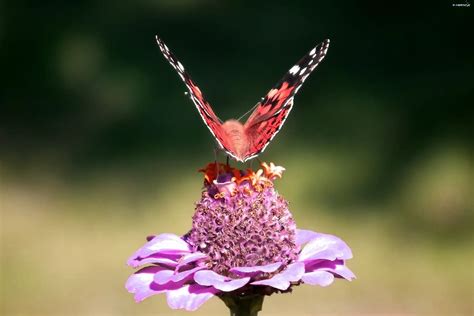 Kwiat Motyl