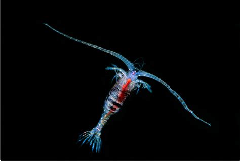 David Wrobel Photography California Deep Sea Marine Life Midwater