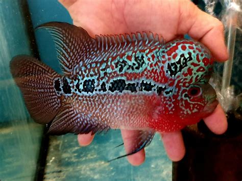 Flowerhorn Magma Male Top Masterpiece Grade 6 7 Juvenile Betta Fish