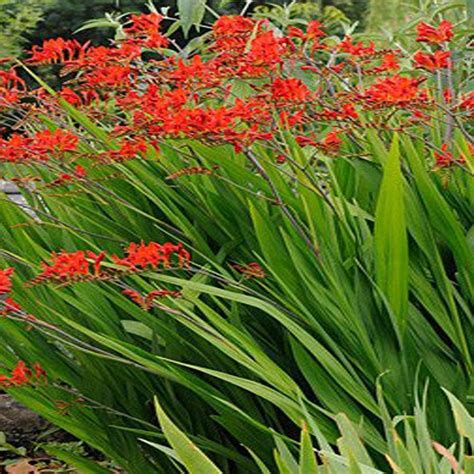Onlineplantcenter 1 Gal Lucifer Crocosmia Plant C453cl The Home