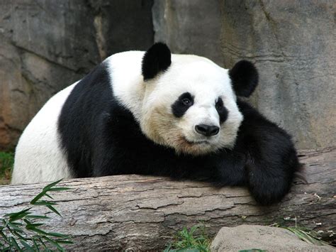 Giant Panda Free Stock Photo Panda Resting On A Log 778