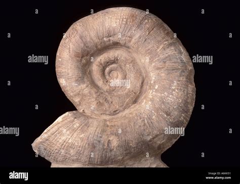 Ammonite From Jurassic Period 200 Million Years Ago Spiral Mollusc Like