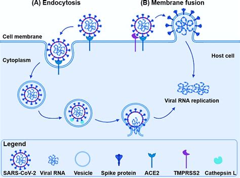 And south africa and other countries. New coronavirus variant: what is the spike protein and why ...