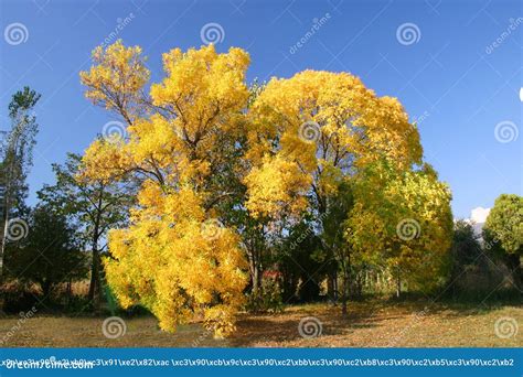 Yellow Autumn Trees Stock Photo Image Of Leaf Green 86374750