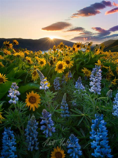 Rowena Sunrise Here Is Another Image From Our Pnw Trip Th Flickr