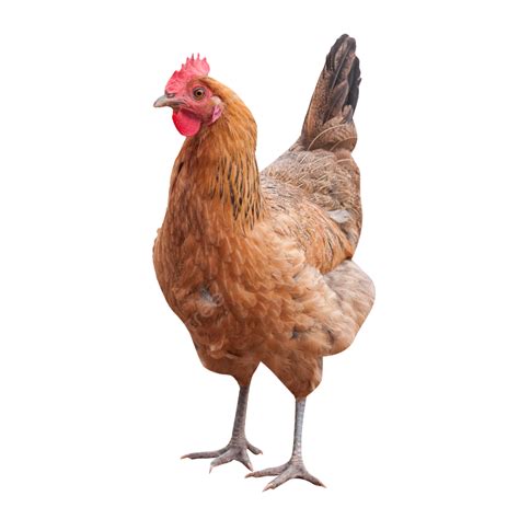 Chicken Png Png Vector Psd And Clipart With Transparent Background