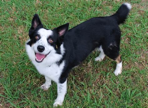 Top 29 Most Popular Border Collie Mixes Youll Want To Add To Your Home