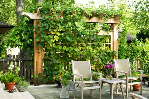 Vertical Gardens Plants For Walls And Privacy Screens