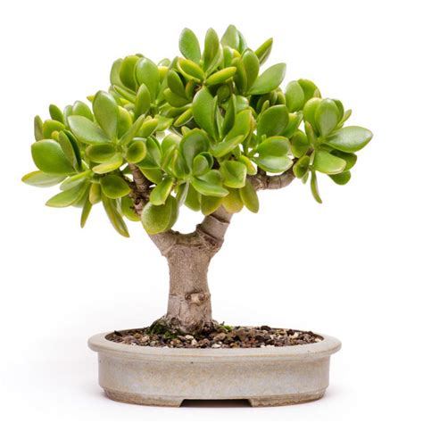 Lo sai che esistono piante da appartamento che puliscono l'aria dove vivi? Albero dei soldi in casa | balancedfoodandfuel.org