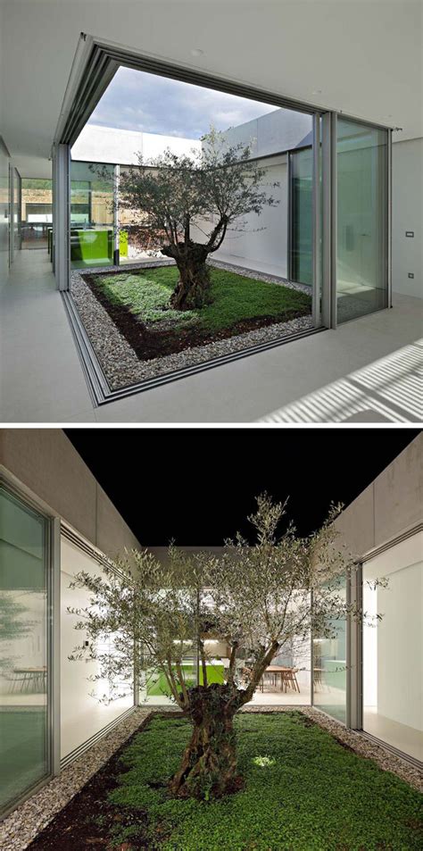 Ein olivenbaum ist immergrün und behält auch im winter sein blatt, dieser verleiht ihren garten das ganze jahr durch eine mediterrane ausstrahlung. Olivenbaum im Garten mitten im Haus | Island house ...