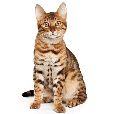 Our goal is to deliver you the healthiest available bengal kittens with the best bengal cats and kittens that look like they came off the page of a magazine advertisement cost more. Cat Breeders Near Me - Cat Kingpin