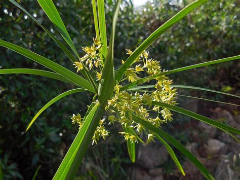 Cyperus Involucratus