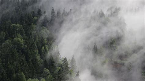 Обои Австрия 4k 5k 8k лес туман сосны Austria 4k 5k Wallpaper