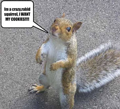️ 40 Funniest Squirrel Meme Meme Central