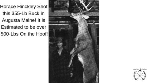 The 5 Heaviest Whitetail Deer Ever Killed On Record Feathernett