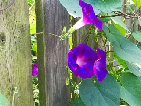 Morning Glory Vine Fence Flower Stock Photos Pictures And Royalty Free