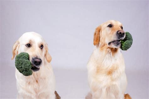 Puppies should get solid food starting at about four weeks, when they're not able to get all the calories they need from their mother's milk. Can dogs eat broccoli? Should I give broccoli to my dog as ...