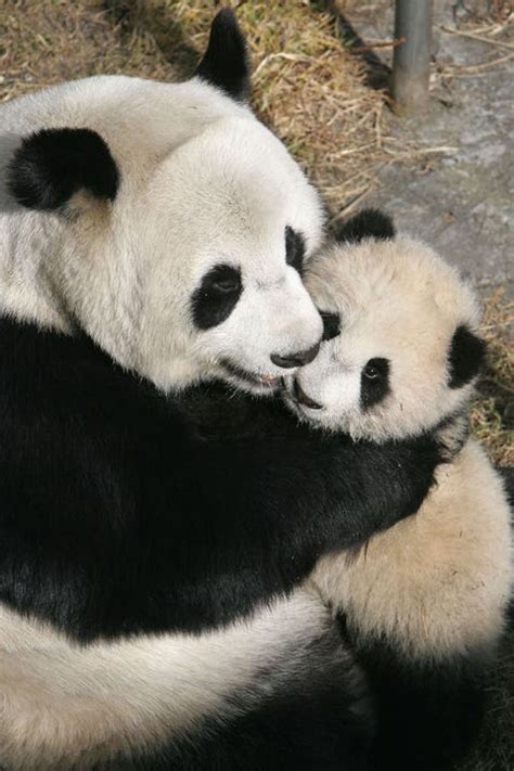 100 Pictures Of Hugs To Be Thankful For Heartwarming Pictures Of Hugs