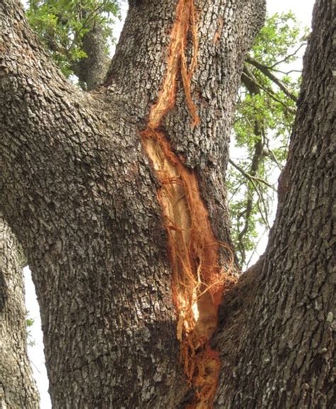 This Is What Happens To Trees When Theyre Struck By Lightning