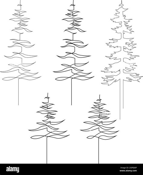 Continuous Line Drawing Of Pine Fir Tree Collection Black Isolated On White Background Hand