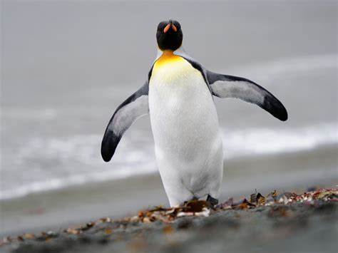 A gentoo penguin gives its ecstatic call. What sound does a penguin make? This video was taken in O...