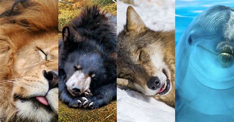 Chronotype : Savez-vous quel animal correspond à votre rythme de sommeil