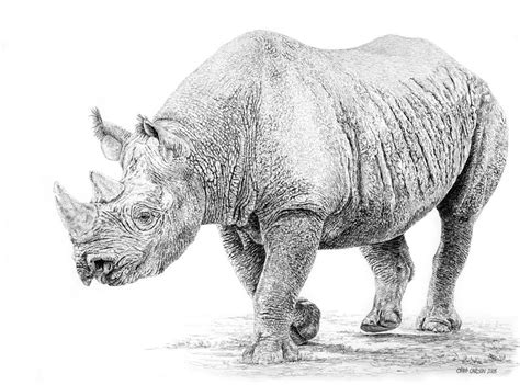 Black Rhino Drawing By Craig Carlson