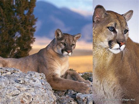 What Is The Largest Mountain Lion On Record Freethinking Animal Advocacy