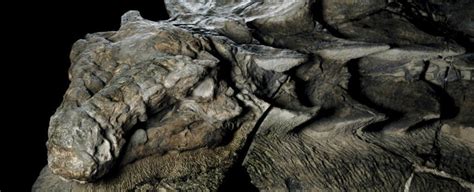 A New Dinosaur Fossil Found In Alberta Is So Well Preserved It Looks