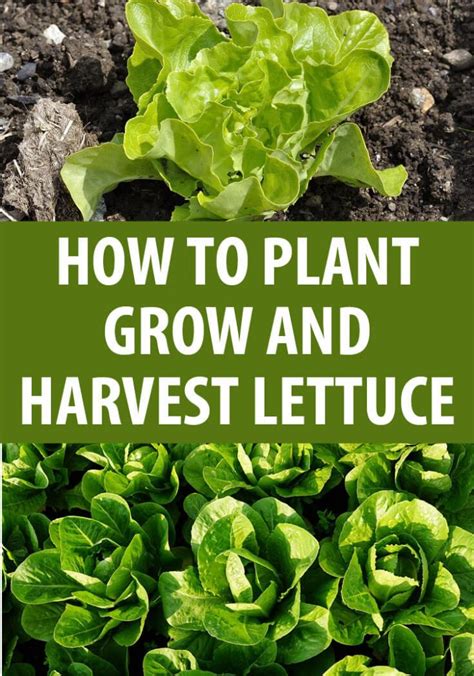 Growing Lettuce Indoors Growing Vegetables Growing Plants Regrow