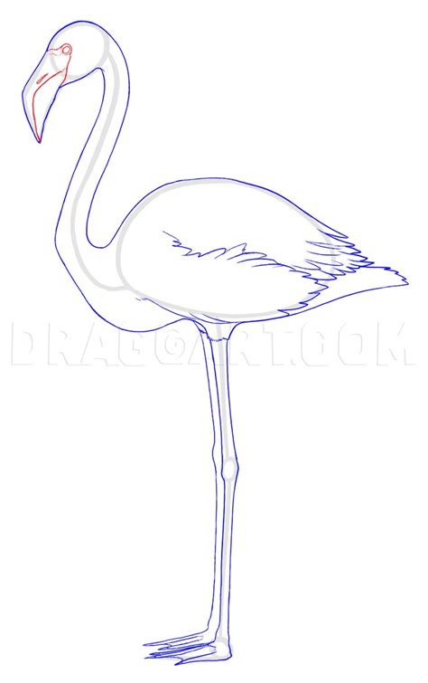 How To Draw A Flamingo Step By Step