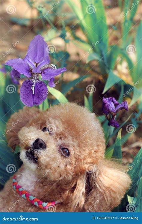 Lovely Yellow Poodle Dog Stock Image Image Of Fresh 123345517