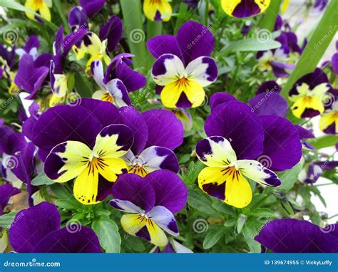 Bright Sweet Colorful Purple And Yellow Pansy Flowers Stock Image