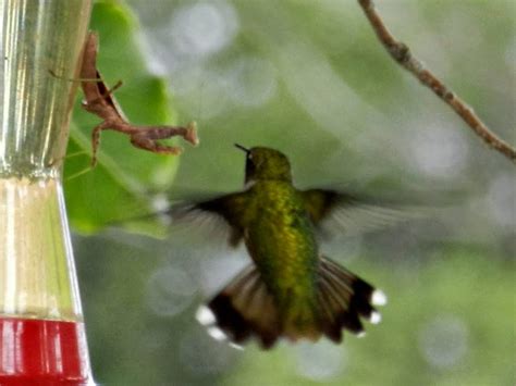 A ravenous praying mantis attacks hummingbird. Prairie Tayles: Hummingbird Saved from Praying Mantis Ambush