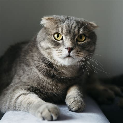 Cute Scottish Fold Cat At Home Free Photo