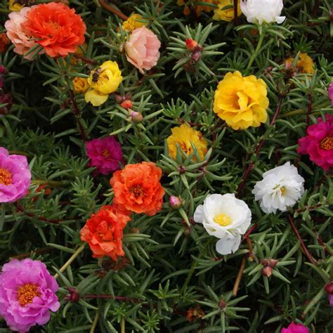 Maybe you would like to learn more about one of these? Moss Rose Seeds - Portulaca Ground Cover Seed Mix