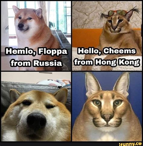 Hemlo Floppa Hello Cheems From Russia From Hong Kong Ifunny