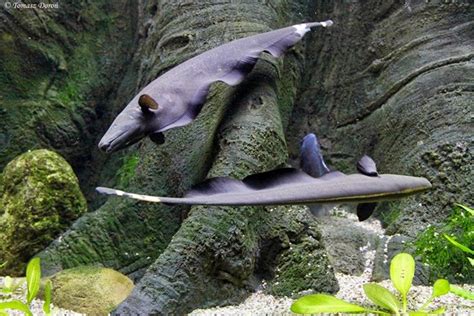 Seperti yang telah sedikit disinggung di poin sebelumnya bahwa ikan hias memiliki bentuk. Budidaya Ikan Blackghost - Akuarium Ikan Hias