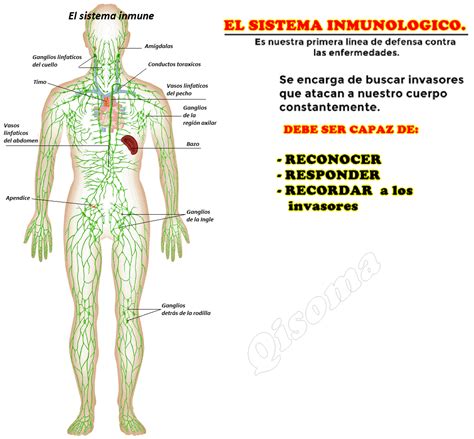 EL SISTEMA INMONOLIGO DEBE SER FUERTE E INTELIGENTE.