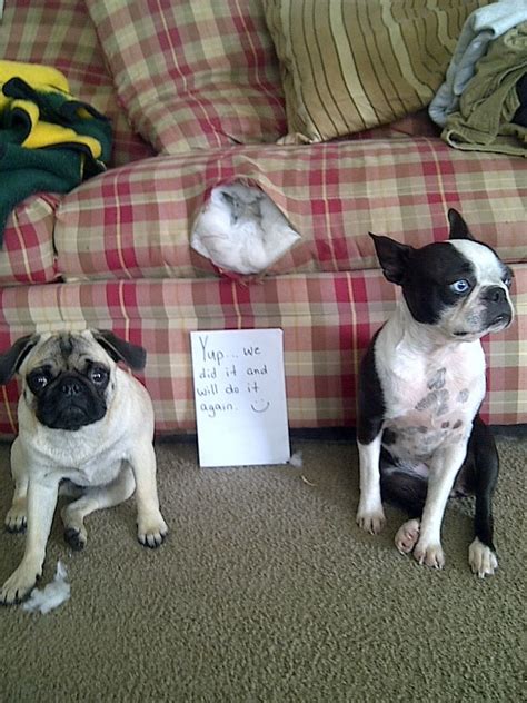 Dog Shame Yes We Did It And We Will Do It Again Boston Terrier