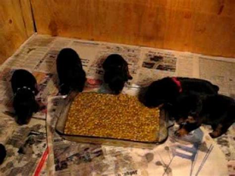 There are literally hundreds of different dog and puppy. Rottweiler Puppies Attack Food Dish 3 1/2 weeks old - YouTube