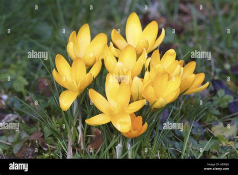 Yellow Crocus Crocus Spec Flowering Group Stock Photo Alamy