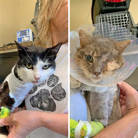 Petco Love Success Story: Samuel and Jalapeno - Shenandoah Valley