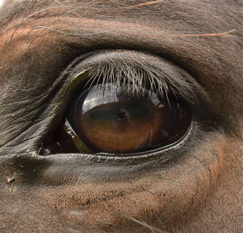 Horse Eye By Marianne Bittencourt Mazzarella 500px