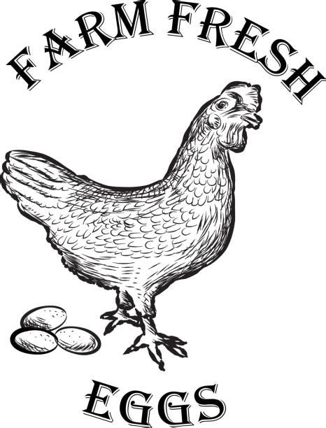 Farm Fresh Eggs Illustrations Royalty Free Vector Graphics And Clip Art