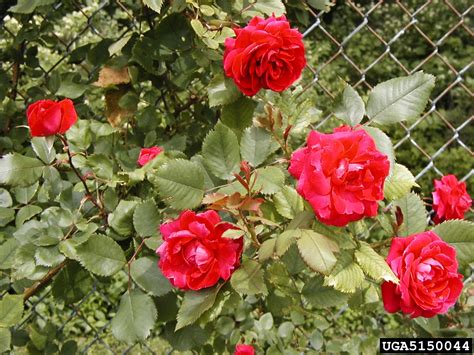 rose, Rosa spp. (Rosales: Rosaceae) - 5150044
