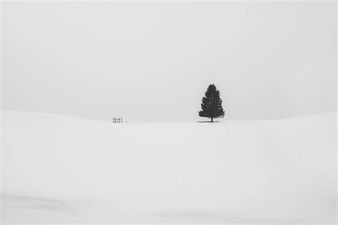 Snow Tree Minimal 5k Wallpaperhd Nature Wallpapers4k Wallpapers