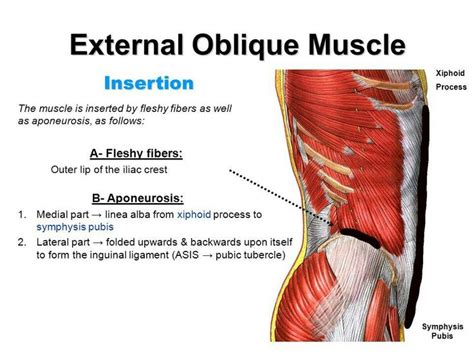 External Oblique Muscle Origin And Insertion Forms The Inguinal