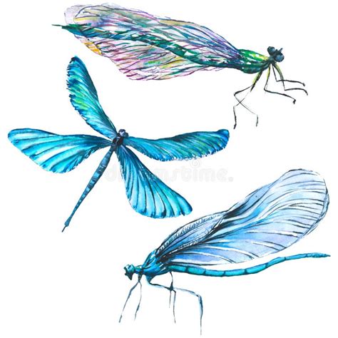 Exotic Dragonfly Wild Insect Watercolor Background Illustration Set