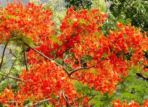 Facebook gives people the power to share and makes the. Trees Planet: Delonix regia - Royal Poinciana - Gulmohar
